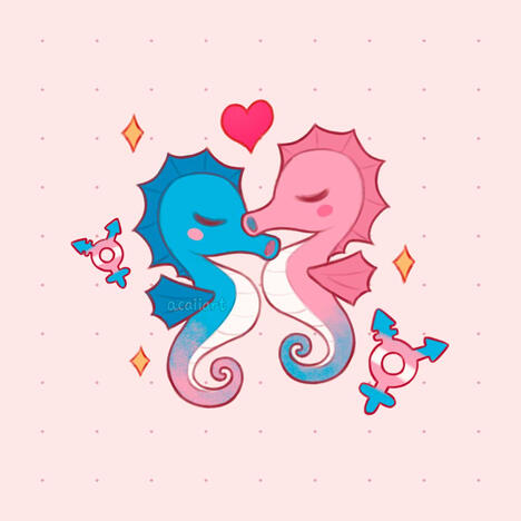 Trans Seahorses Trans Seahorses